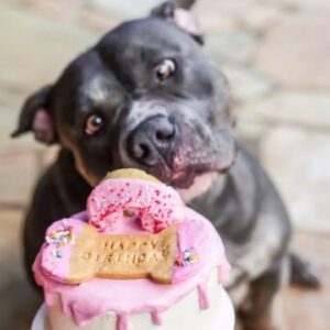 Ashley Hobbs Instagram - Happiest 2nd Birthday to my Kalypso! 
We love your Spaztastic, Couch Hoggin' Wiggle Butt! 
Thank you for loving us Unconditionally. 💖 
.
Thank you @dogtownbakerykailua for the adorable cake to celebrate 
.
#happybirthday #pocketbully #loveyou #kalypso #ipickedagoodone #spoiled