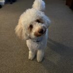Ashley Argota Instagram - husband, dog, sports, repeat