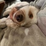 Ashley Argota Instagram - husband, dog, sports, repeat