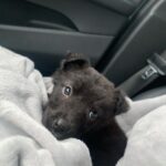Ashley Lomberger Instagram – Miley Mo Mathews makes 3 fur babies…
👱🏻‍♂️👩🏻‍🦰🐶🐶🐶