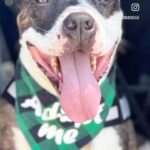 Ashley Rickards Instagram – Happy #FiveDollarFriday Y’all!!

@RealGoodRescue needs our help.

Please help by donating and spreading the word so that they can raise the remaining $4,085 for this deserving boy who has been overlooked in boarding for two years!

Donations for Benny can be made via:
🐶 ZELLE: hello@realgood.dog
🐶 PAYPAL: paypal.me/realgoodrescue 
🐶 VENMO: @realgoodrescue 
🐶 GOFUNDME: https://gofund.me/14ab07ff 

#A5430896 
#RealGoodRescue 
#RealGoodJeff
#RealGoodGang 
#AdoptJeff 
#AdoptMe
#RealGoodBenny
#AdoptBenny
#AdoptDontShop 
#PitbullsOfInstagram 
#PittieLove 
#Pibble 
#SensitiveDog 
#SpecialNeedsDog 
#ForeverHome