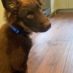 Ashley Williams Instagram - End of summer got you down? Might I suggest fostering a dog? Shelters are hot this time of year and unadopted dogs need us right now more than ever. Not to mention, this guy has given our kids a strong sense of responsibility, (and a nonstop playmate!) This is Wolfie. He was due to be euthanized a couple weeks ago but my friend Heather grabbed him, bathed him, got him vaccines, and now he’s happily in our home for the week. My kids spent six hours yesterday teaching him “shake!” #foster #adoptdontshop #rescue #dogsofinstagram #dogoftheday #wolfie #summervibes @insta.animal.promo_