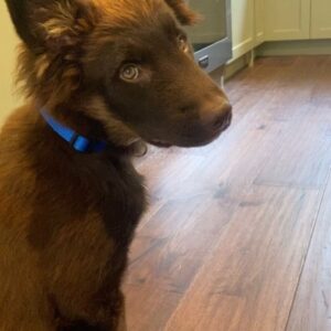 Ashley Williams Instagram - End of summer got you down? Might I suggest fostering a dog? Shelters are hot this time of year and unadopted dogs need us right now more than ever. Not to mention, this guy has given our kids a strong sense of responsibility, (and a nonstop playmate!) This is Wolfie. He was due to be euthanized a couple weeks ago but my friend Heather grabbed him, bathed him, got him vaccines, and now he’s happily in our home for the week. My kids spent six hours yesterday teaching him “shake!” #foster #adoptdontshop #rescue #dogsofinstagram #dogoftheday #wolfie #summervibes @insta.animal.promo_