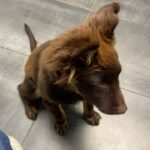 Ashley Williams Instagram - End of summer got you down? Might I suggest fostering a dog? Shelters are hot this time of year and unadopted dogs need us right now more than ever. Not to mention, this guy has given our kids a strong sense of responsibility, (and a nonstop playmate!) This is Wolfie. He was due to be euthanized a couple weeks ago but my friend Heather grabbed him, bathed him, got him vaccines, and now he’s happily in our home for the week. My kids spent six hours yesterday teaching him “shake!” #foster #adoptdontshop #rescue #dogsofinstagram #dogoftheday #wolfie #summervibes @insta.animal.promo_