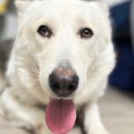 Ashley Williams Instagram - Say hi to Alma. We are fostering this absolute wonder of a dog who for years has clearly been used for breeding but is now finally able to rest in our house. The belly rubs go on and on and on and my boys are in heaven. She looks deep in our eyes and brings us all peace in a time when our hearts need it so badly. Thanks @bestfriendsanimalsociety for making everything possible. #adoptdontshop #foster #savethemall