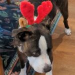Ashly Burch Instagram - Cody is a good Christmas boy!! @mortburke got him a chew toy he promptly destroyed and a peanut butter bone. Happy holidayyyyyssss