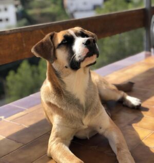 Asia Ortega Instagram - 🐺“Lxs perrxs viejxs reflejan su instinto en lxs lobxs jovenes”
Cuca & Chillin Juana 🐾 fotitos by. @martagarrucho
