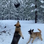 Aspen Ladd Instagram - I can’t believe some dude GOT BITTEN on #ufc tonight 😂 In honor of that here’s my dogs also biting things on our snowy hike 👹👹👹 #snowdog #hikecalifornia #exploremore