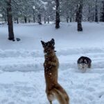 Aspen Ladd Instagram - I can’t believe some dude GOT BITTEN on #ufc tonight 😂 In honor of that here’s my dogs also biting things on our snowy hike 👹👹👹 #snowdog #hikecalifornia #exploremore