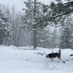 Aspen Ladd Instagram - I can’t believe some dude GOT BITTEN on #ufc tonight 😂 In honor of that here’s my dogs also biting things on our snowy hike 👹👹👹 #snowdog #hikecalifornia #exploremore
