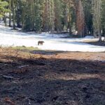 Aspen Ladd Instagram - Look at the bear 🐻 that is all 😂 came across this dude on tonight’s evening hike near home . This is the fifth #blackbear that the pups and I have come across in the last month ( and I was gone to Paris 10 of those days) . This one took off over the hill and we kept on hiking. #wildlifeencounters