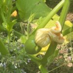 Audra McDonald Instagram - So I planted so many pumpkins this year. Most have not thrived, or haven’t produced female flowers, or have been attacked by squirrels and woodchucks and aphids etc. BUT THIS BABY RIGHT HERE?!?! I didn’t plant this one. It just showed up one day next to some stone steps in my back yard. And is just growing full out 💃🏾! I am new to gardening and I still have soooo much to learn but fellow gardeners this is what I want to know…Is this how Mother Nature laughs at(with🙏🏾) you? I just want to know because she and this pumpkin right here are having a good kiki at my expense right now. Any thoughts @billystroud @fmiguelbarrossantos @youcandoitgardening ? 🌱🪴🎃