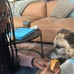 Audra McDonald Instagram - After a lovely day filled with a cheeseburger and fries, hanging out in his bed next to a cozy fire, and lots of snuggles and love, Sweet Butler Elizabeth Eggfartson passed peacefully over the rainbow bridge today surrounded by his family who loved him so very much.Our hearts are broken. He was such a good boy. We will miss him forever. #ButlertheTailWaggingDoggy 💔🐕🌈❤️