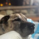 Audra McDonald Instagram - After a lovely day filled with a cheeseburger and fries, hanging out in his bed next to a cozy fire, and lots of snuggles and love, Sweet Butler Elizabeth Eggfartson passed peacefully over the rainbow bridge today surrounded by his family who loved him so very much.Our hearts are broken. He was such a good boy. We will miss him forever. #ButlertheTailWaggingDoggy 💔🐕🌈❤️