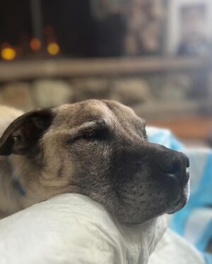 Audra McDonald Instagram - After a lovely day filled with a cheeseburger and fries, hanging out in his bed next to a cozy fire, and lots of snuggles and love, Sweet Butler Elizabeth Eggfartson passed peacefully over the rainbow bridge today surrounded by his family who loved him so very much.Our hearts are broken. He was such a good boy. We will miss him forever. #ButlertheTailWaggingDoggy 💔🐕🌈❤️