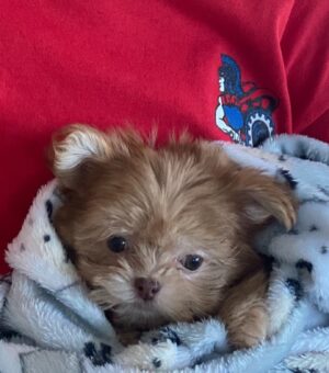 Aviva Drescher Instagram - We have a new little one! What a Xmas!!!!!! 🐶 🎄