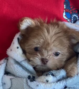 Aviva Drescher Instagram - We have a new little one! What a Xmas!!!!!! 🐶 🎄