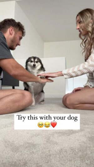 Avori Henderson Instagram - 3-2-1 STRIBS! 🐕 

Try this with your pup, it will melt your heart ❤️ 

#family #dog #familydog #akk #alaskankleekai #pup #puppy