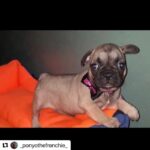 Ayşegül Ünsal Instagram - #Repost @_ponyothefrenchie_ with @make_repost ・・・ Vee bugün günlerden PONYO 😍🧿🙏🏻Gözümün içine bakıp kalbime , ruhuma dokundun işte o gün her şey başladı ve her an AŞK oldu. Yeryüzünde kesişen yolumuz, birbirimize verdiğimiz sevgimiz,huzurumuz,neşemiz ve her şey için varlığına minnettarım can kızım. İyi ki doğdun, iyi ki varsın, iyi ki bizim hayatımızdasın. Seni Seviyorum AŞK Hanım. Sıhhatli, neşeli, mutlu, sevgi dolu, huzurlu upuzun bir ömrü hep yan yana, can cana yaşayalım.🧿🙏🏻❤️🐾🎂🎈🥳💚💜🍗🍖🥩💞🧿Ponyomuz bir bilsen varlığın ne güzel öğretiyor daha iyi insan olmayı.🙏🏻.Dostumuz,bebeğimiz,kardeşimiz,altın topumuz.Dünya 1 yıldır varlığına şahit.🙏🏻Dilerim çok sağlıklı,neşeli bir ihtiyar olduğuna da şahit olsun.Birbirimize çok uzun yıllar şahit olalım.Sevgi,sağlık,iyilik ve Aşk’la.İyi ki doğmuşsun sevdiceğim.❤️🧿😘