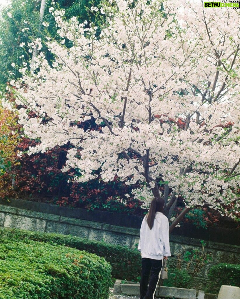 Ayaka Konno Instagram - もう葉っぱになってからずいぶん経ってるけど！ 載せちゃう！！