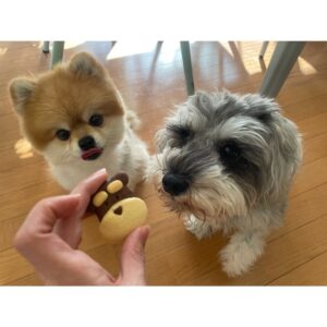Ayako Yoshitani Instagram - バレンタインということで❤️❤️
皆さんはどんな１日でしたか？

私は、
こんたくん、こいもちゃん、クッキーを作りました！
(人間用ですが。笑)

可愛く出来て、よかったよかった☺️

ちなみにこと後、この子達は犬用クッキー貰って満足していましたとさ🧚‍♀️笑

#バレンタイン
#ミニチュアシュナウザー
#ポメラニアン
