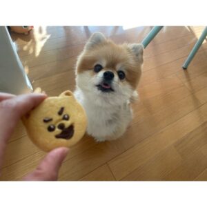 Ayako Yoshitani Instagram - バレンタインということで❤️❤️
皆さんはどんな１日でしたか？

私は、
こんたくん、こいもちゃん、クッキーを作りました！
(人間用ですが。笑)

可愛く出来て、よかったよかった☺️

ちなみにこと後、この子達は犬用クッキー貰って満足していましたとさ🧚‍♀️笑

#バレンタイン
#ミニチュアシュナウザー
#ポメラニアン