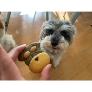 Ayako Yoshitani Instagram - バレンタインということで❤️❤️
皆さんはどんな１日でしたか？

私は、
こんたくん、こいもちゃん、クッキーを作りました！
(人間用ですが。笑)

可愛く出来て、よかったよかった☺️

ちなみにこと後、この子達は犬用クッキー貰って満足していましたとさ🧚‍♀️笑

#バレンタイン
#ミニチュアシュナウザー
#ポメラニアン