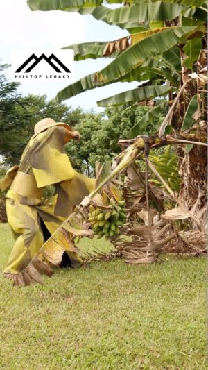 Ayame Tachibana Instagram - ⚠️期間限定⚠️

只今、organic
アップルバナナを収穫中🍌

マウナケアの雨で育った
甘くて美味しい、ヒルトップバナナ💛

ヒルトップに宿泊するゲスト様、
ヒロにお住まいのご近所さんは
無料&ご自由に😉💛

---

🌿 Limited Time Offer! 🌿

We're currently harvesting organic apple bananas 🍌, grown in the rain of Mauna Kea. Enjoy the sweet and delicious Hilltop Bananas 💛.

Guests staying at Hilltop can indulge in them for free 💛.

Perfect for your Insta moments! 📸 

#HilltopBananas #OrganicHarvest
#OrganicFarming #HarvestSeason
#hilltoplegacy #ヒルトップレガシー
#hilovacationrental #ヒロバケイションレンタル
#hilo #ヒロ　#hawaii #ハワイ　
#hawaiibigisland #ハワイ島　
#神話　#ハワイの神話