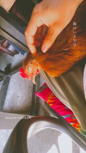 Ayame Tachibana Instagram - 鶏のいる生活🐓💛beautiful CHICKEN🪽
@alohana1111