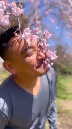 Ayame Tachibana Instagram - The weeping cherry blossom tree at the Nihonmatsu City, Fukushima Prefecture,🌸✨has started to bloom. This tree, which is 180 years old, is a cherished presence that supports the lives of the local people. Unfortunately, it seems to have fallen sick since the beginning of this year and is not feeling well. 🤧🌀However, it is still alive and listening to the voices of the people. Please, lend your warm and gentle voices to this cherry blossom tree. 🙏🌸Let us hope for its recovery and reconnection with the people.🥹🫶✨

—🇯🇵——

🌸合戦場の枝垂れ桜

The weeping cherry blossom tree 
at the Nihonmatsu City, Fukushima

📍福島県二本松市大林字142

142 O-Hayashi Nihonmatsu Fukushima Japan 

-—

福島県、二本松市にある　
合戦場の枝垂れ桜が咲いてきました🌸✨

この桜の木は180歳になる木で、
地元の人々の生活を支える、大切な存在です🙏✨

今年にはいってから
病氣になってしまったみたいで
元氣がありません🥲🌀

木はしっかり生きていて
人々の声を聞いています。

お越しになった際には
是非、あたたかい優しさのある声を
この桜の木にかけてあげてくださいね🌸🫶✨

桜の木が回復して、
また沢山の人々と繋がれますように🙏😌✨

#合戦場の枝垂れ桜　#枝垂れ桜
#sakura #花見　#二本松市 
#Fukushima #nihonmatsu