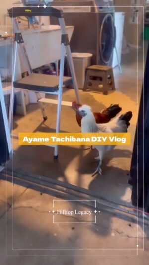 Ayame Tachibana Instagram - DIY vlog 🎥✨毎日リノベーションの巻💪❤️‍🔥

#diy #diyvlog