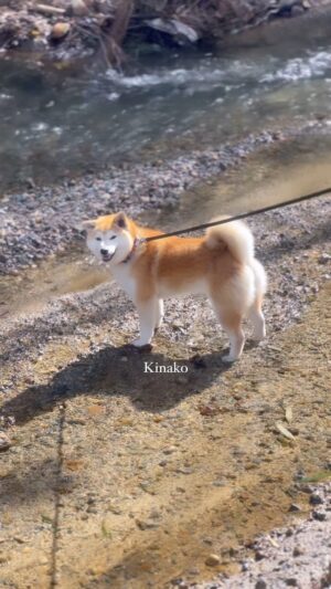 Ayame Tachibana Instagram - Beautiful Japanese dog name is Kinako 🐕✨

#siba #柴犬
#kinako #みきちゃんの親友