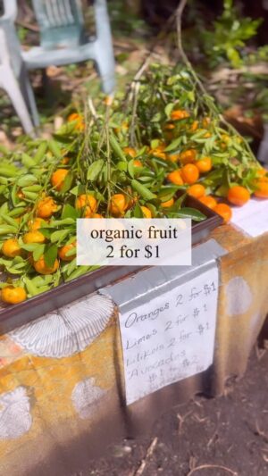 Ayame Tachibana Instagram - Hawaii big island/ Farm stand
📍Pahoa jungle

We bought some fruit trees today 🌴 ✨

パホアのジャングルにある
無人ファームスタンド✨

オーガニックなフルーツ、苗たちを
ゲットしてきたよ🥰🌱

#farmstand #ファームスタンド
#pahoa #パホア　#ハワイ島