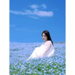 Ayame Misaki Instagram – #青い空 #ネモフィラ #Nemophila
#空 #ブルースカイ #いいお天気
#데일리룩 #오오티디 #셀카 #푸른
#하늘　#攝影 #拍攝 #蓝天 #蓝天白云
#カメラ #ポートレート #写真 #photo #photography 
#photography #portrait