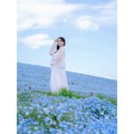 Ayame Misaki Instagram – #青い空 #ネモフィラ #Nemophila
#空 #ブルースカイ #いいお天気
#데일리룩 #오오티디 #셀카 #푸른
#하늘　#攝影 #拍攝 #蓝天 #蓝天白云
#カメラ #ポートレート #写真 #photo #photography 
#photography #portrait