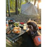 Ayame Misaki Instagram - Camp🏕️🐶🌰 キャンプの季節だぁぁぁぁーー 虫が苦手すぎるから夏は遠慮してるんだけど、秋冬は寒いから焚き火もやりがいがあるしとっても好き。 ご飯は今回初使用のマルチグリドル。なんかマックでそんなバーガーがあったような…🍔？ これとっても使いやすくて、ほんとうにおすすめだった。なんでも作れるしくっつかない最高。チーズフォンデュもあちあちで美味しすぎた。 焚き火が大好きなんだぁ〜。 まろんに見守られながらフェザースティック作って着火。ぱちぱちって音が素敵だよね。癒されたぁ。 マシュマロ持っていくの忘れたから、次はスモアもね。 #dog #dogoftheday #camping #camp #camplife #camper #冬キャンプ #焚き火 #🔥 #fire #キャンプ女子 #フェザースティック #マルチグリドル #チーズフォンデュ #ご飯