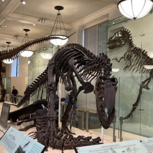 Ayça Varlıer Instagram - My historical day @amnh 🐆🌎🦕 Thank you @memosmusic 📸 #americanmuseumofnaturalhistory