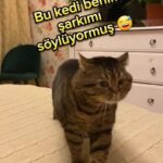 Aydilge Instagram - Bu dertli kedi #aşkpaylaşılmaz 'ı söylüyor 😅 (Miko kıskanmaz inşallah) #aydilge