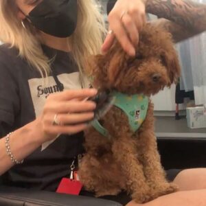Azie Tesfai Instagram - Final TWO episodes of @supergirlcw ! Behind the scenes of this weeks- TONIGHT  @supergirl (our bachelorette party! Kelly got a ponytail💁🏾‍♀️) and tomorrows @millionlittlethingsabc . Both shows are airing some of my favorite episodes ever to shoot. Watch Supergirl tonight 9/8c on the CW and A Million Little Things Wednesday (tomorrow) 10/9c on ABC 💛💛💛