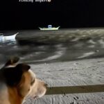 BB. Gandanghari Instagram – #BeachBoy: Bogart’s last night in Siargao…🏄🏻‍♀️🐕
.
Thank you Shai of @pettogotransportation for effectively facilitating Bogart’s safe land and sea transport. 🐶🙏
.
#BBGandanghari #Bogart #Rescue #RescueMom #RescueDog #EmotionalSupport ❣️💯