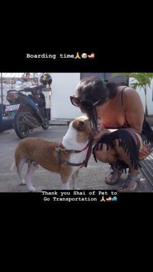 BB. Gandanghari Instagram - #BoardingTime: I can’t be more worried about Bogart…🙏💯
.
Bogart is a traumatized puppy, I don’t want him to feel lost or abandoned and freak out…🐶
.
But I #trust Bogart‼️🙏
.
Thank you Shai and Mark of @pettogotransportation  for Bogart’s safe land and sea travel ❣️👌 You can inquire with them thru 
Email: pettogotransportation@gmail.com
Mobile: 0968 856 0329
.
#BBGandanghari #BBG #Bogart #Rescue #RescueMom #RescueDog #FurMama #FurBaby #EmotionalSupportAnimal #PetTravel 🐕🚢✈️