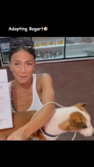 BB. Gandanghari Instagram - #adoptiionJourney: Sunday, mar 19, 2023… going back to siargao for Bogart was just the beginning. Transporting him to Manila was the real challenge. First things first… I have to make sure he’s done his anti rabies shots, and a veterinarian health certificate to be submitted to the animal quarantine department for Bogart to be allowed to travel. 🙏
.
Thank you VetCare Med in General Luna, Siargao for Bogart’s checkup and making sure he has the necessary papers to travel.💞🐕
.
Thank you also to @pettogotransportation for facilitating Bogart’s safe travel to Manila.🙏🐶
.
Full video will be on YouTube soon… stay tuned guys❣️
.
#BBGandanghari #Bogart #AdoptMe #Rescue #PetTransport #EmotionalSupportAnimal 🐶🌈