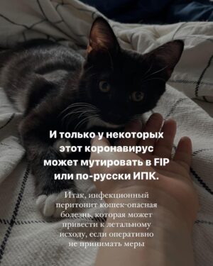 Baina Basanova Instagram - Про наших «блох», их болезнь и про классы от нас с @baturo_ 

Друзья, мы в конце января с Андреем взяли 3х котят из приюта.
Прелестные, ласковые создания. 

К сожалению, двое из них заболели FIP (об этом рассказывала неделю назад, можно прочесть в карусели или в актуальном)

Мы с Андреем уже очень сильно их любим, сдаваться не намерены. Четко и уверенно настроены на лучшее.

Поэтому мы организовываем классы в Санкт-Петербурге 22 апреля‼️, все средства от которых пойдут на лечение наших блох, Нео и Абу.

⚫️22 апреля 
15.00-17.00- Андрей Батуро (изоляция, виды)
17.00-19.00- Баина (партерная техника, основы безопасности в партере, грамотное распределение веса)

⚫️Стоимость:
1 класс-1500 руб
2 класса-2500 руб

Место проведения: Jonathan, измайловский проспект, 2, зал 14 (вход со стороны измайловского проспекта)
Код от домофона Внизу #1962
Наверху 2703#

Проведите время с пользой для себя и помогите поправить здоровье двум маленьким котятам)
Для записи пишите в директ)

Мы очень будем рады видеть всех, а также просим максимально помочь с распространением этого поста, чтобы больше человек могли увидеть его))

P.S пользуясь случаем, хочу поблагодарить всех неравнодушных, кто просто захотел помочь монеткой🙏🏻🙏🏻
Это до слез ценно!