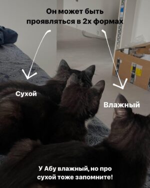 Baina Basanova Instagram - Про наших «блох», их болезнь и про классы от нас с @baturo_ 

Друзья, мы в конце января с Андреем взяли 3х котят из приюта.
Прелестные, ласковые создания. 

К сожалению, двое из них заболели FIP (об этом рассказывала неделю назад, можно прочесть в карусели или в актуальном)

Мы с Андреем уже очень сильно их любим, сдаваться не намерены. Четко и уверенно настроены на лучшее.

Поэтому мы организовываем классы в Санкт-Петербурге 22 апреля‼️, все средства от которых пойдут на лечение наших блох, Нео и Абу.

⚫️22 апреля 
15.00-17.00- Андрей Батуро (изоляция, виды)
17.00-19.00- Баина (партерная техника, основы безопасности в партере, грамотное распределение веса)

⚫️Стоимость:
1 класс-1500 руб
2 класса-2500 руб

Место проведения: Jonathan, измайловский проспект, 2, зал 14 (вход со стороны измайловского проспекта)
Код от домофона Внизу #1962
Наверху 2703#

Проведите время с пользой для себя и помогите поправить здоровье двум маленьким котятам)
Для записи пишите в директ)

Мы очень будем рады видеть всех, а также просим максимально помочь с распространением этого поста, чтобы больше человек могли увидеть его))

P.S пользуясь случаем, хочу поблагодарить всех неравнодушных, кто просто захотел помочь монеткой🙏🏻🙏🏻
Это до слез ценно!