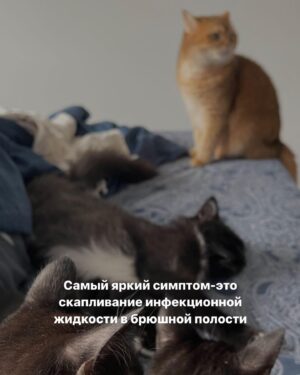 Baina Basanova Instagram - Про наших «блох», их болезнь и про классы от нас с @baturo_ 

Друзья, мы в конце января с Андреем взяли 3х котят из приюта.
Прелестные, ласковые создания. 

К сожалению, двое из них заболели FIP (об этом рассказывала неделю назад, можно прочесть в карусели или в актуальном)

Мы с Андреем уже очень сильно их любим, сдаваться не намерены. Четко и уверенно настроены на лучшее.

Поэтому мы организовываем классы в Санкт-Петербурге 22 апреля‼️, все средства от которых пойдут на лечение наших блох, Нео и Абу.

⚫️22 апреля 
15.00-17.00- Андрей Батуро (изоляция, виды)
17.00-19.00- Баина (партерная техника, основы безопасности в партере, грамотное распределение веса)

⚫️Стоимость:
1 класс-1500 руб
2 класса-2500 руб

Место проведения: Jonathan, измайловский проспект, 2, зал 14 (вход со стороны измайловского проспекта)
Код от домофона Внизу #1962
Наверху 2703#

Проведите время с пользой для себя и помогите поправить здоровье двум маленьким котятам)
Для записи пишите в директ)

Мы очень будем рады видеть всех, а также просим максимально помочь с распространением этого поста, чтобы больше человек могли увидеть его))

P.S пользуясь случаем, хочу поблагодарить всех неравнодушных, кто просто захотел помочь монеткой🙏🏻🙏🏻
Это до слез ценно!
