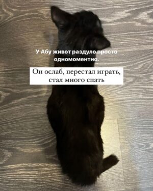 Baina Basanova Instagram - Про наших «блох», их болезнь и про классы от нас с @baturo_ 

Друзья, мы в конце января с Андреем взяли 3х котят из приюта.
Прелестные, ласковые создания. 

К сожалению, двое из них заболели FIP (об этом рассказывала неделю назад, можно прочесть в карусели или в актуальном)

Мы с Андреем уже очень сильно их любим, сдаваться не намерены. Четко и уверенно настроены на лучшее.

Поэтому мы организовываем классы в Санкт-Петербурге 22 апреля‼️, все средства от которых пойдут на лечение наших блох, Нео и Абу.

⚫️22 апреля 
15.00-17.00- Андрей Батуро (изоляция, виды)
17.00-19.00- Баина (партерная техника, основы безопасности в партере, грамотное распределение веса)

⚫️Стоимость:
1 класс-1500 руб
2 класса-2500 руб

Место проведения: Jonathan, измайловский проспект, 2, зал 14 (вход со стороны измайловского проспекта)
Код от домофона Внизу #1962
Наверху 2703#

Проведите время с пользой для себя и помогите поправить здоровье двум маленьким котятам)
Для записи пишите в директ)

Мы очень будем рады видеть всех, а также просим максимально помочь с распространением этого поста, чтобы больше человек могли увидеть его))

P.S пользуясь случаем, хочу поблагодарить всех неравнодушных, кто просто захотел помочь монеткой🙏🏻🙏🏻
Это до слез ценно!
