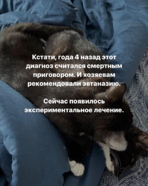 Baina Basanova Instagram - Про наших «блох», их болезнь и про классы от нас с @baturo_ 

Друзья, мы в конце января с Андреем взяли 3х котят из приюта.
Прелестные, ласковые создания. 

К сожалению, двое из них заболели FIP (об этом рассказывала неделю назад, можно прочесть в карусели или в актуальном)

Мы с Андреем уже очень сильно их любим, сдаваться не намерены. Четко и уверенно настроены на лучшее.

Поэтому мы организовываем классы в Санкт-Петербурге 22 апреля‼️, все средства от которых пойдут на лечение наших блох, Нео и Абу.

⚫️22 апреля 
15.00-17.00- Андрей Батуро (изоляция, виды)
17.00-19.00- Баина (партерная техника, основы безопасности в партере, грамотное распределение веса)

⚫️Стоимость:
1 класс-1500 руб
2 класса-2500 руб

Место проведения: Jonathan, измайловский проспект, 2, зал 14 (вход со стороны измайловского проспекта)
Код от домофона Внизу #1962
Наверху 2703#

Проведите время с пользой для себя и помогите поправить здоровье двум маленьким котятам)
Для записи пишите в директ)

Мы очень будем рады видеть всех, а также просим максимально помочь с распространением этого поста, чтобы больше человек могли увидеть его))

P.S пользуясь случаем, хочу поблагодарить всех неравнодушных, кто просто захотел помочь монеткой🙏🏻🙏🏻
Это до слез ценно!
