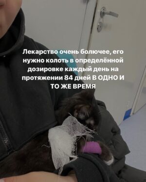 Baina Basanova Instagram - Про наших «блох», их болезнь и про классы от нас с @baturo_ 

Друзья, мы в конце января с Андреем взяли 3х котят из приюта.
Прелестные, ласковые создания. 

К сожалению, двое из них заболели FIP (об этом рассказывала неделю назад, можно прочесть в карусели или в актуальном)

Мы с Андреем уже очень сильно их любим, сдаваться не намерены. Четко и уверенно настроены на лучшее.

Поэтому мы организовываем классы в Санкт-Петербурге 22 апреля‼️, все средства от которых пойдут на лечение наших блох, Нео и Абу.

⚫️22 апреля 
15.00-17.00- Андрей Батуро (изоляция, виды)
17.00-19.00- Баина (партерная техника, основы безопасности в партере, грамотное распределение веса)

⚫️Стоимость:
1 класс-1500 руб
2 класса-2500 руб

Место проведения: Jonathan, измайловский проспект, 2, зал 14 (вход со стороны измайловского проспекта)
Код от домофона Внизу #1962
Наверху 2703#

Проведите время с пользой для себя и помогите поправить здоровье двум маленьким котятам)
Для записи пишите в директ)

Мы очень будем рады видеть всех, а также просим максимально помочь с распространением этого поста, чтобы больше человек могли увидеть его))

P.S пользуясь случаем, хочу поблагодарить всех неравнодушных, кто просто захотел помочь монеткой🙏🏻🙏🏻
Это до слез ценно!