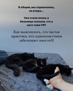 Baina Basanova Instagram - Про наших «блох», их болезнь и про классы от нас с @baturo_ 

Друзья, мы в конце января с Андреем взяли 3х котят из приюта.
Прелестные, ласковые создания. 

К сожалению, двое из них заболели FIP (об этом рассказывала неделю назад, можно прочесть в карусели или в актуальном)

Мы с Андреем уже очень сильно их любим, сдаваться не намерены. Четко и уверенно настроены на лучшее.

Поэтому мы организовываем классы в Санкт-Петербурге 22 апреля‼️, все средства от которых пойдут на лечение наших блох, Нео и Абу.

⚫️22 апреля 
15.00-17.00- Андрей Батуро (изоляция, виды)
17.00-19.00- Баина (партерная техника, основы безопасности в партере, грамотное распределение веса)

⚫️Стоимость:
1 класс-1500 руб
2 класса-2500 руб

Место проведения: Jonathan, измайловский проспект, 2, зал 14 (вход со стороны измайловского проспекта)
Код от домофона Внизу #1962
Наверху 2703#

Проведите время с пользой для себя и помогите поправить здоровье двум маленьким котятам)
Для записи пишите в директ)

Мы очень будем рады видеть всех, а также просим максимально помочь с распространением этого поста, чтобы больше человек могли увидеть его))

P.S пользуясь случаем, хочу поблагодарить всех неравнодушных, кто просто захотел помочь монеткой🙏🏻🙏🏻
Это до слез ценно!