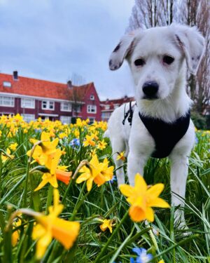 Barbara Sloesen Instagram - Ik ben opnieuw verliefd en het is zonder schuldgevoel, want sinds twee weken is Charlie in ons leven. Vanaf de straten van Călărași in Roemenië via @animalinneed bij ons. Gebroken staartje met gelijmd hart. Eigenlijk is ze al niet meer weg te denken uit ons leven, maar onlangs merkte ik echter dat ik wat ziekig begon te worden. Vroeger hebben wij altijd honden en katten in huis gehad en dat ging altijd goed, dus een allergie was niet het eerste wat in me opkwam. Helaas kan een allergie later opeens voorkomen. Dus, hup, ik een bloedtest doen en ja hoor: de bevestiging waarvan ik hoopte dat-ie nooit zou komen. Wie heeft dit bedacht? Een dieren allergie vind ik de gemeenste in zijn soort. 
Gelukkig zijn er wel ‘middeltjes’ voor zoals allergiepillen. Met liefde slik ik die voor onze lieve Charlie, maar mochten mensen hier gouden tips hebben… Roep! Ik zal je eeuwig dankbaar zijn, want onze Charlie aka Charles aka Charleston gaat niet meer weg!